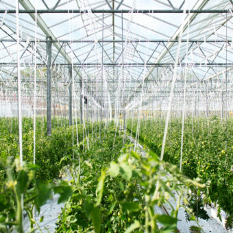 Sustainable Agriculture: From Tech Solutions to Ecosystem