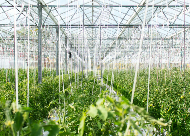 Sustainable Agriculture: From Tech Solutions to Ecosystem