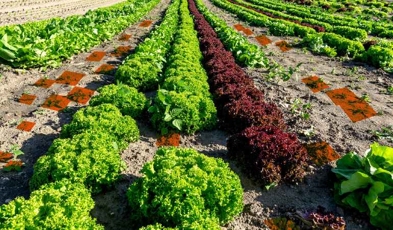 Intelligent Spraying in Agriculture for Precise Herbicide Application