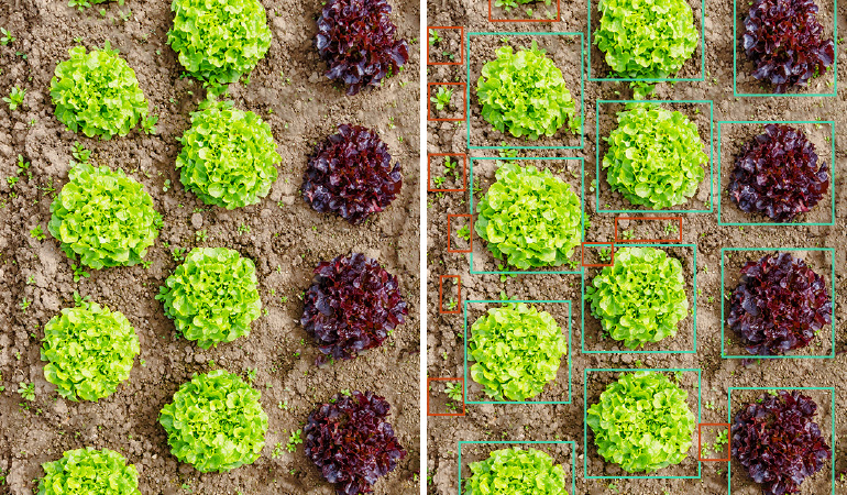 Intelligent Spraying in Agriculture for Precise Herbicide Application