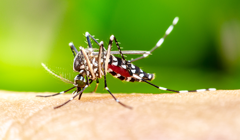 Combatting Invasive Pests with Next-Gen Insect Control Technology