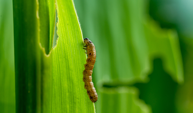 Combatting Invasive Pests with Next-Gen Insect Control Technology