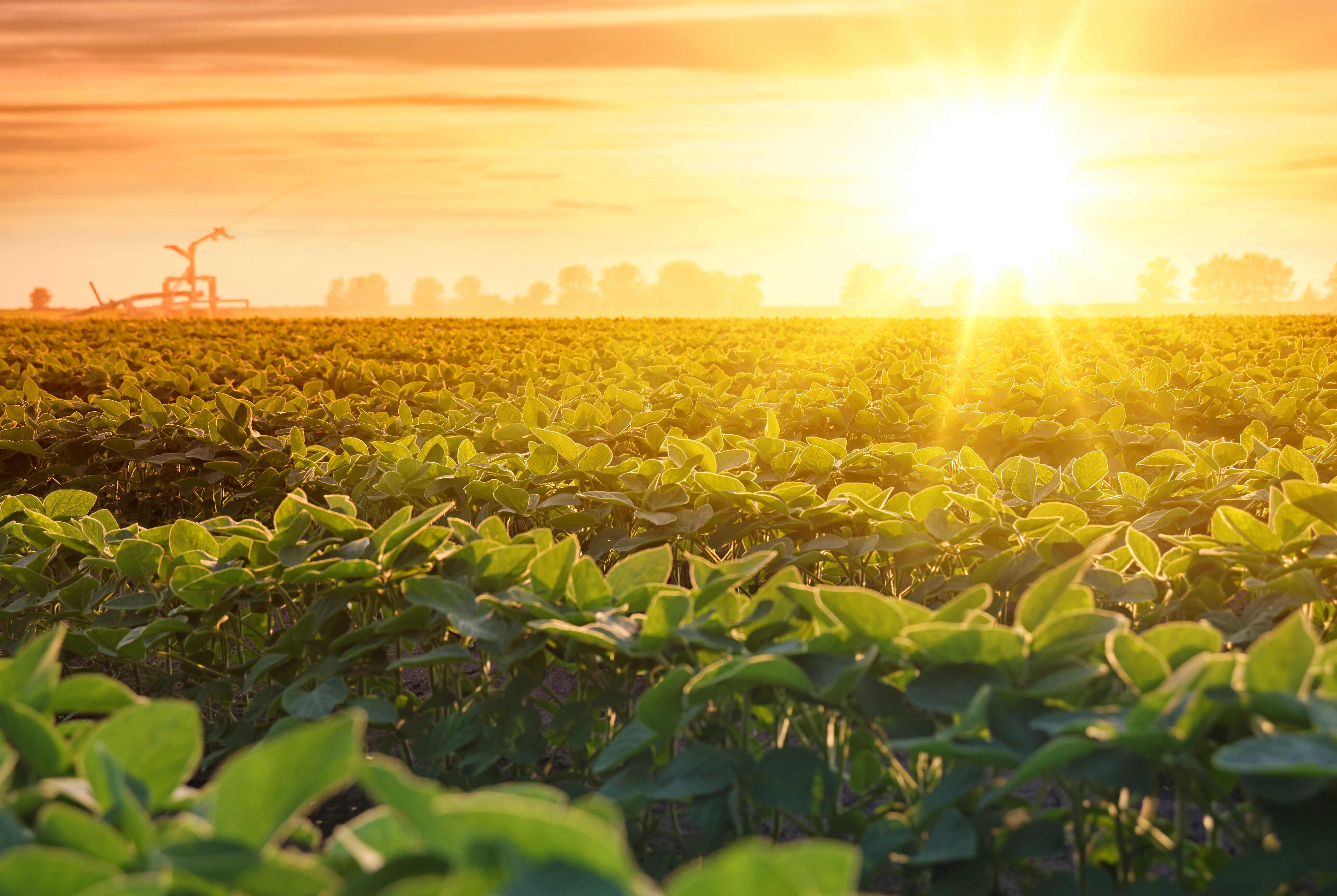 How Agricultural Land Management Impacts Your Crop Yields