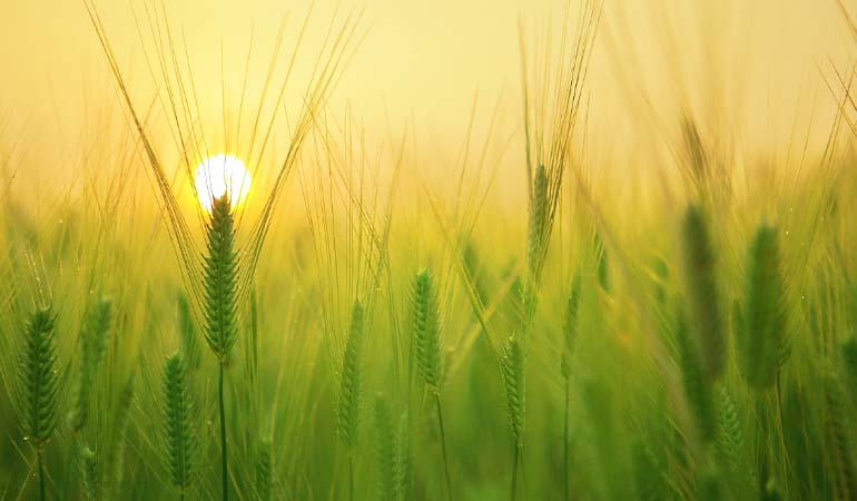 A picture of a wheat field. 