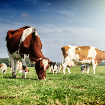 Sustainable Livestock Farming: A Guide to Efficient Management