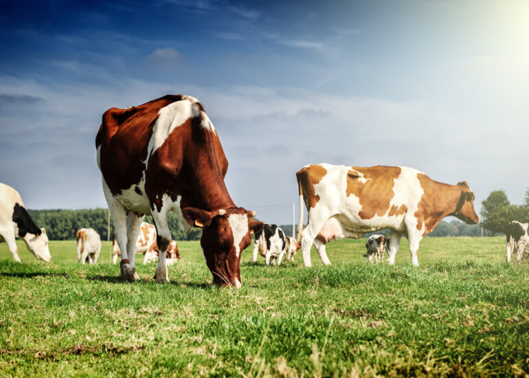 Sustainable Livestock Farming: A Guide to Efficient Management